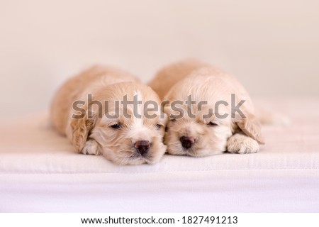 Cute newborn puppies sleeping together. Pups taking nap. Home pets. Animal care. Love and friendship. Cocker Spaniel puppy. Purebreed domestic animals.Studio photography.