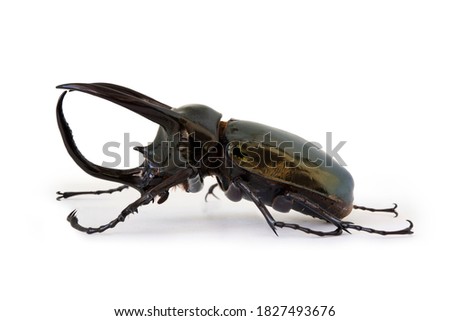 Giant rhinoceros beetle Chalcosoma caucasus Three horned beetle isolated on white background. This has clipping path.