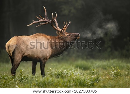 Bull Elk Portrait in Autumn  Royalty-Free Stock Photo #1827503705