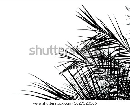 Palm tree leaves isolated on white background, outdoor garden.  