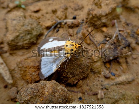 The tiger-patterned moth is on the ground