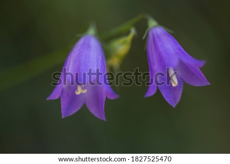 Two high mountain blue wildflowers. Horizontal macro photography with dark green background. Wildflower concept.