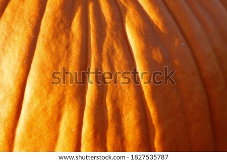 Beautiful pumpkin texture for halloween
