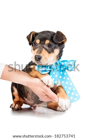 Adorable puppy with blue bow isolated on white background
