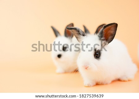 Baby adorable rabbit on yellow background. Young cute bunny in many action.  Lovely pet with fluffy hai in white and black fluffy hare.