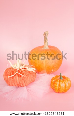 autumn pumpkin still life. Ripe vegetable on yellow maple leaves