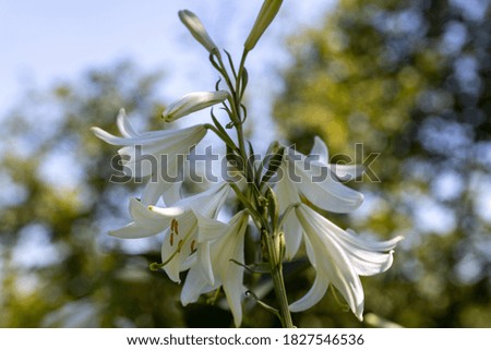 White lily flowers. Detailed macro view. Flower on a natural background, soft light.