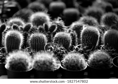Miniature succulent plants (succulent cactus) at the garden. black and white photography.
low key effect.