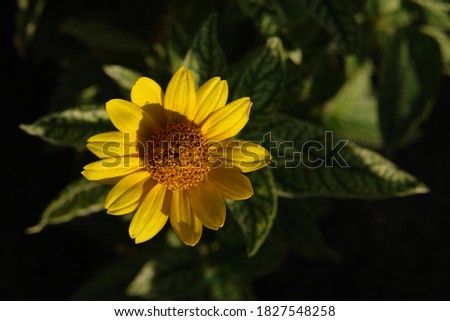 Golden yellow flower of Heliopsis helianthoides var. scabra of the 'Sunburst' variety (false sunflower, rough oxeye or smooth oxeye) in the garden, close up, top view, copy space for text