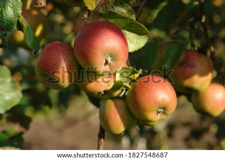 Bi-colored apples on a branch in an orchard on a sunny autumn day, close-up, selective focus. Fall variety of apples with greenish-yellow skin covered with a red to orange blush and red stripes