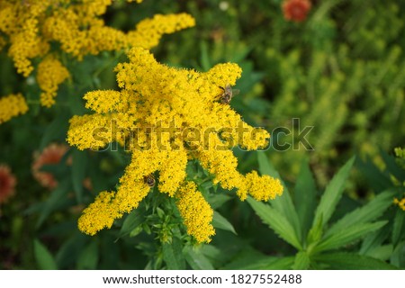 Bees on flowers Solidago canadensis, known as Canada goldenrod or Canadian goldenrod, is an herbaceous perennial plant of the family Asteraceae. Berlin, Germany Royalty-Free Stock Photo #1827552488