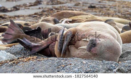 An ugly of walruses, odobenus rosmarus, resting on a pebble beach in Svalbard, Arctic Circle.