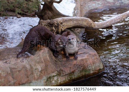 wild otters in winter in the park by the flowing river. otters in the flowing cold water of a wild river