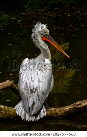 
wild pelican on a fallen tree in a park over a flowing river. The pelican has white feathers and an orange beak