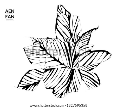 Abstract striped shape. Optical art background. Black and white striped abstract tropical flower or leaf. Botanical vector illustration isolated. Floral design.