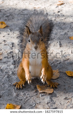 
squirrel stopped in front of the lens. red squirrel posing for the camera. squirrel portrait