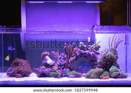 Big Aquarium With Coral Reef Fish Tank Royalty-Free Stock Photo #1827599948