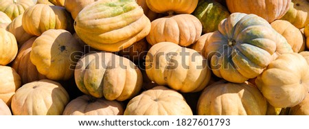 Autumn bright yellow orange ripe pumpkin fruits lie in a heap. Fall, halloween, harvest.