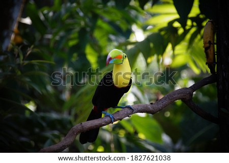 Toucan Birds Fauna Tucan Vögel