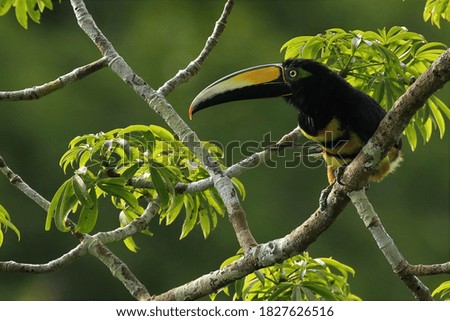 A very colorful medium-sized toucan