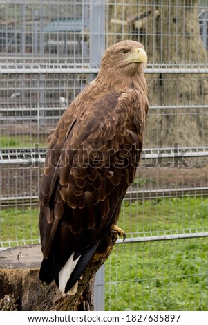 White-tailed eagle at the zoo.