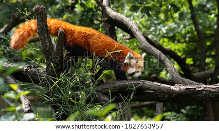 Red panda is climbing on a branch of the tree. Picture of endang