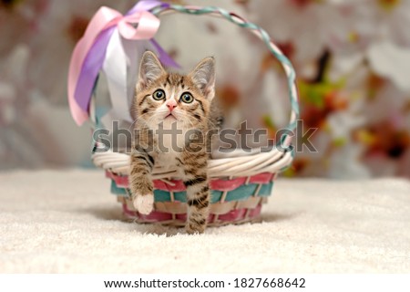 a small beautiful kitten crawls out of a wicker basket. kitten on the bed. High quality photo