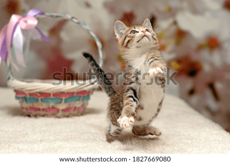 cute naughty kitten plays and jumps on the bed. beautiful kitten. High quality photo