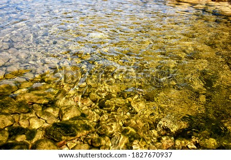 The river flows, the water is clear, you can see the stones overgrown with algae. Beautiful clear water of the river, many stones cover its bottom.