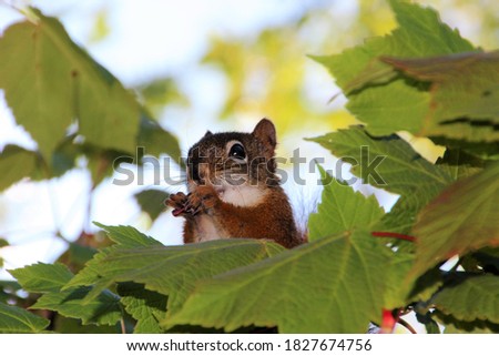 Cute red squirrel close up