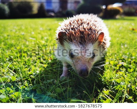 Little cute domestic hedgehog walking and playing on the grass