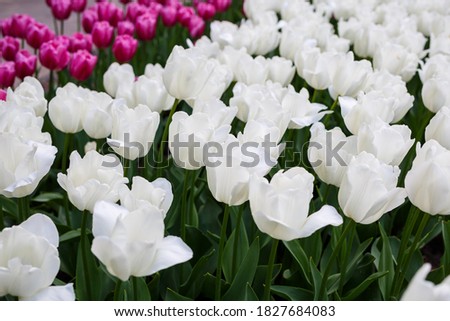 Panoramic photo of beautiful bright white tulips on a large flower bed in the city garden close-up. Multicolored flower panorama.