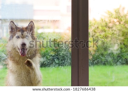 Picture of a Siberian dog outside a glass door wanting to enter the house.