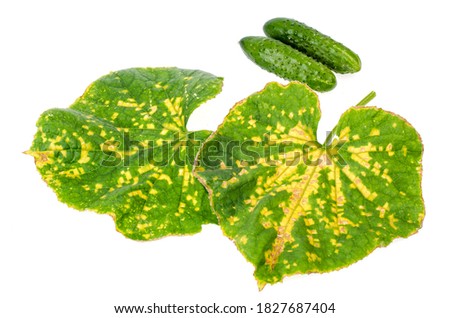 Green cucumber leaf damaged by diseases and pests. Studio Photo