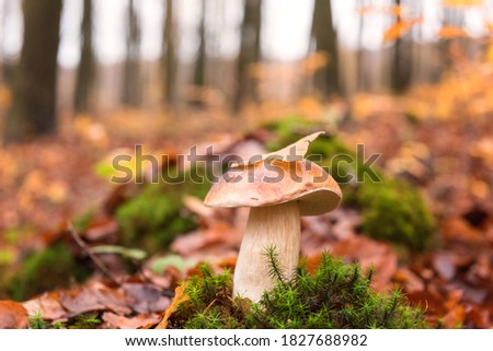 Edible mushroom, boletus or porcini in the autumn beech forest, natural background