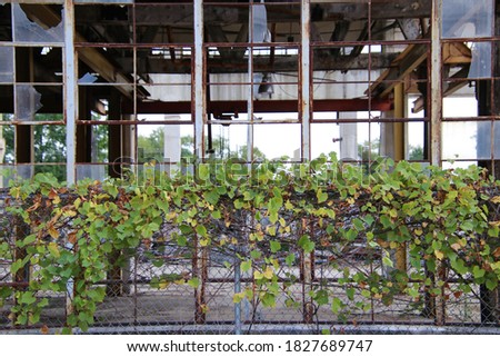Broken out windows of an abandoned warehouse behind a chain link fence with Ivy growing on the top of the fence. Photo taken in Granite City, IL 