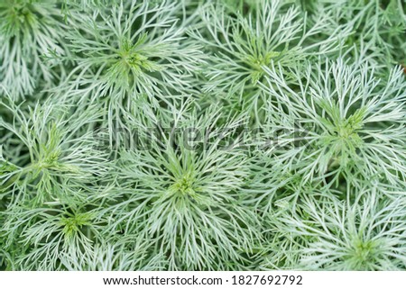 Artemisia schmidtiana or Nana is a compact, semi evergreen perennial forming a low, spreading mound, with soft, silvery leaves divided into hair like lobes