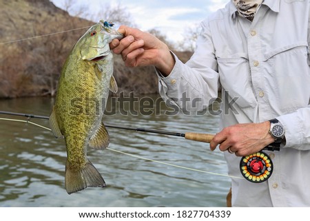 Fly fishing for small mouth bass Royalty-Free Stock Photo #1827704339
