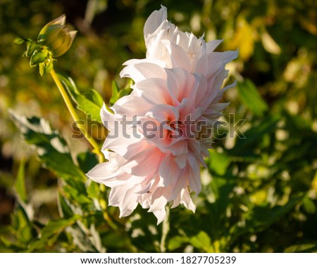 Light pink dahlia flower in the rays of the sun.