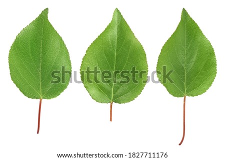 apricot leaf isolated on a white background with clipping path and full depth of field. Top view. Flat lay