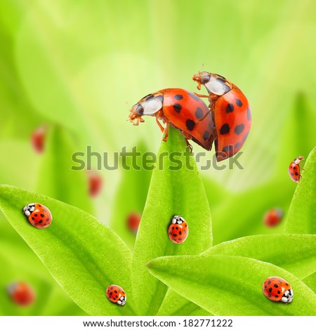 Funny picture of a love making ladybugs couple. Royalty-Free Stock Photo #182771222