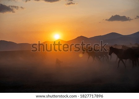 Wild horses run in foggy at sunset. 