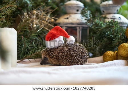 Santa claus hedgehog. Animal in a cap. New Year and Christmas with a hedgehog in the trees. Pine branches. High quality photo