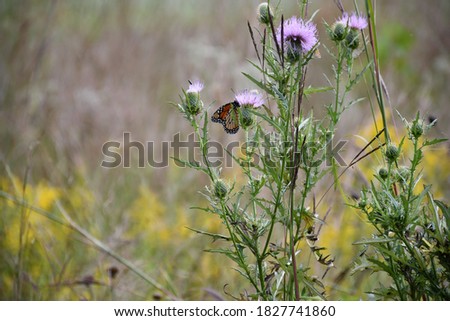 A butterfly hanging out on some tall prairie grass. Picture taken along the Rabbit Run Trail in St. Peters, Missouri. Picture taken in September.