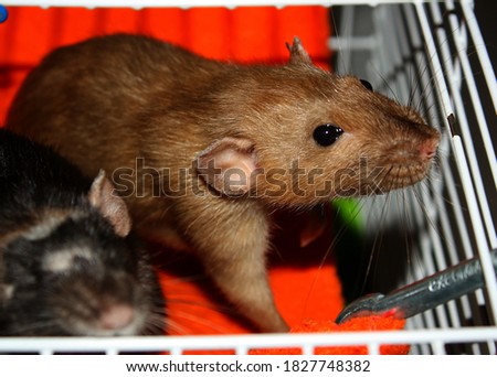 Two sweet rats are sitting in the vibrant orange hammock in cage. Burmese and black self dumbo rats. Cute animals.
