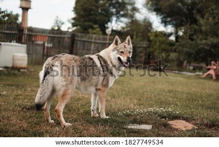 Wolfdog standing still in garden and watching you. Wooden fence as background.	