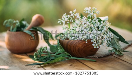 Fresh valerian flowers in wooden plate on table. mortar with prepared potion of valerian root. use of medicinal plants in traditional medicine. Royalty-Free Stock Photo #1827751385
