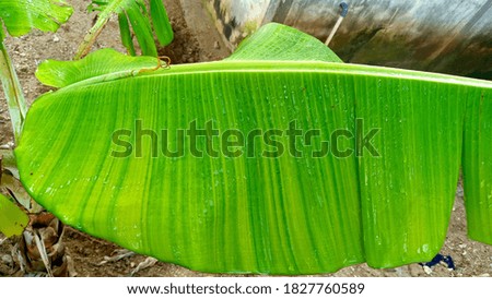 green banana leaf image flourishes in summer time.