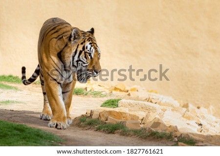 tiger in the wild on clear background 