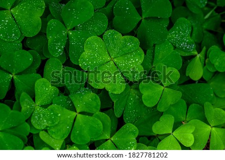 four leaf clover on green shamrock background Royalty-Free Stock Photo #1827781202